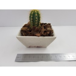 Succulent Planter Handmade Plant Pot Planter Flower Pot Cactus Planter