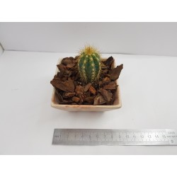 Succulent Planter Handmade Plant Pot Planter Flower Pot Cactus Planter