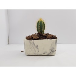 Succulent Planter Handmade Plant Pot Planter Flower Pot Cactus Planter