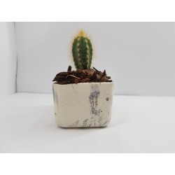 Succulent Planter Handmade Plant Pot Planter Flower Pot Cactus Planter