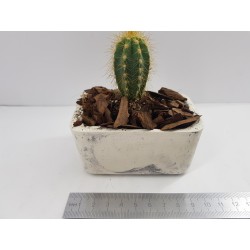 Succulent Planter Handmade Plant Pot Planter Flower Pot Cactus Planter