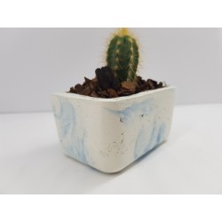 Desk Decoration Concrete Planter Concrete Plant Pot Pot for Plant Desk Planter