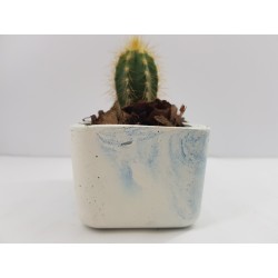 Desk Decoration Concrete Planter Concrete Plant Pot Pot for Plant Desk Planter