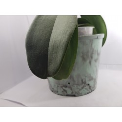 Flower Pot Cache-pot Planter Plant pot Flower plant pot Flower cache-pot